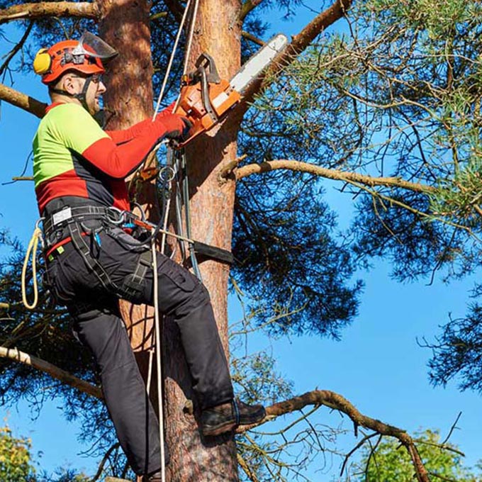 Alex's Tree Services team on a jobsite in Austin