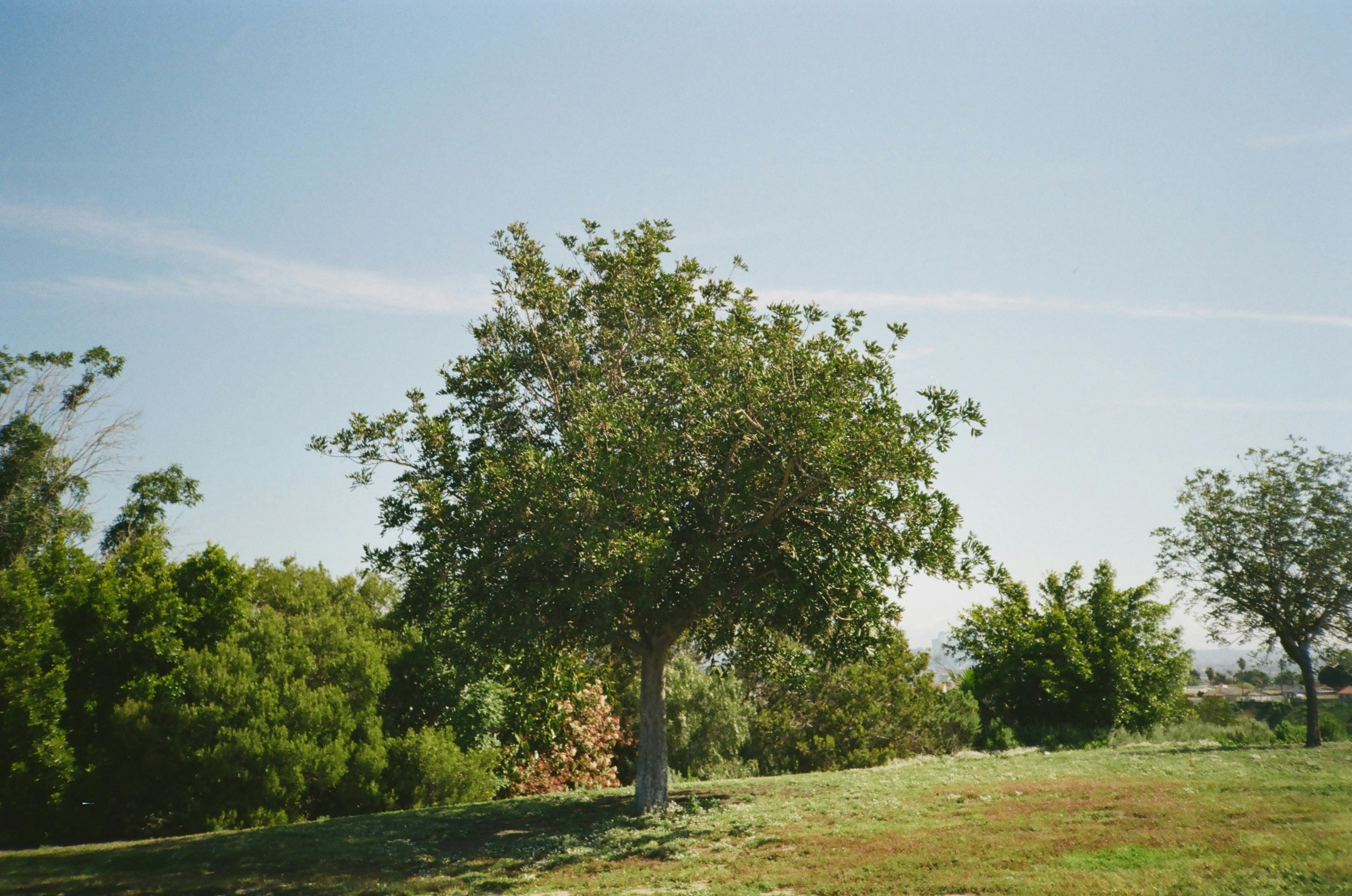 Arborist consulting Austin