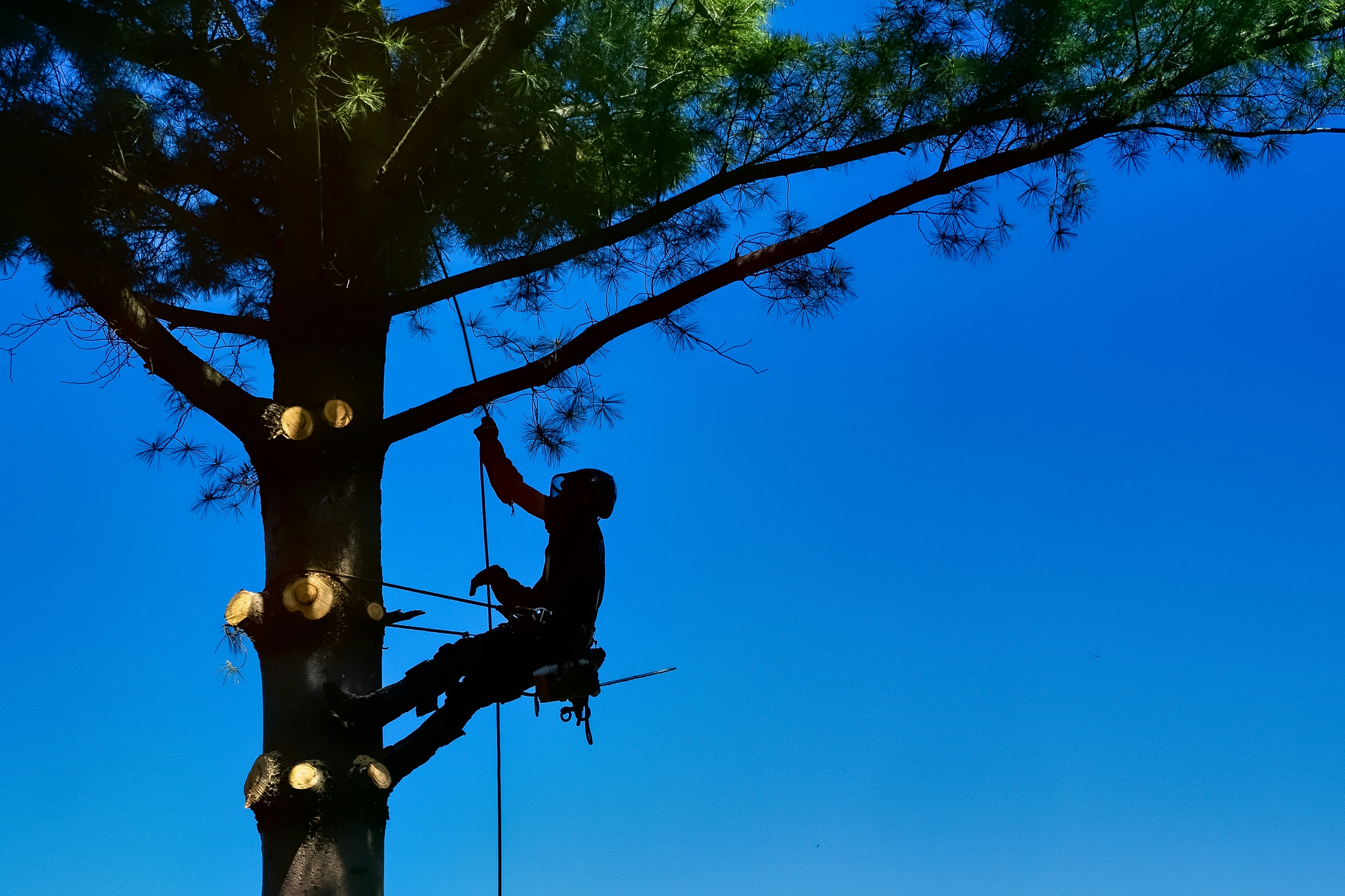 Tree health assessment by licensed arborist