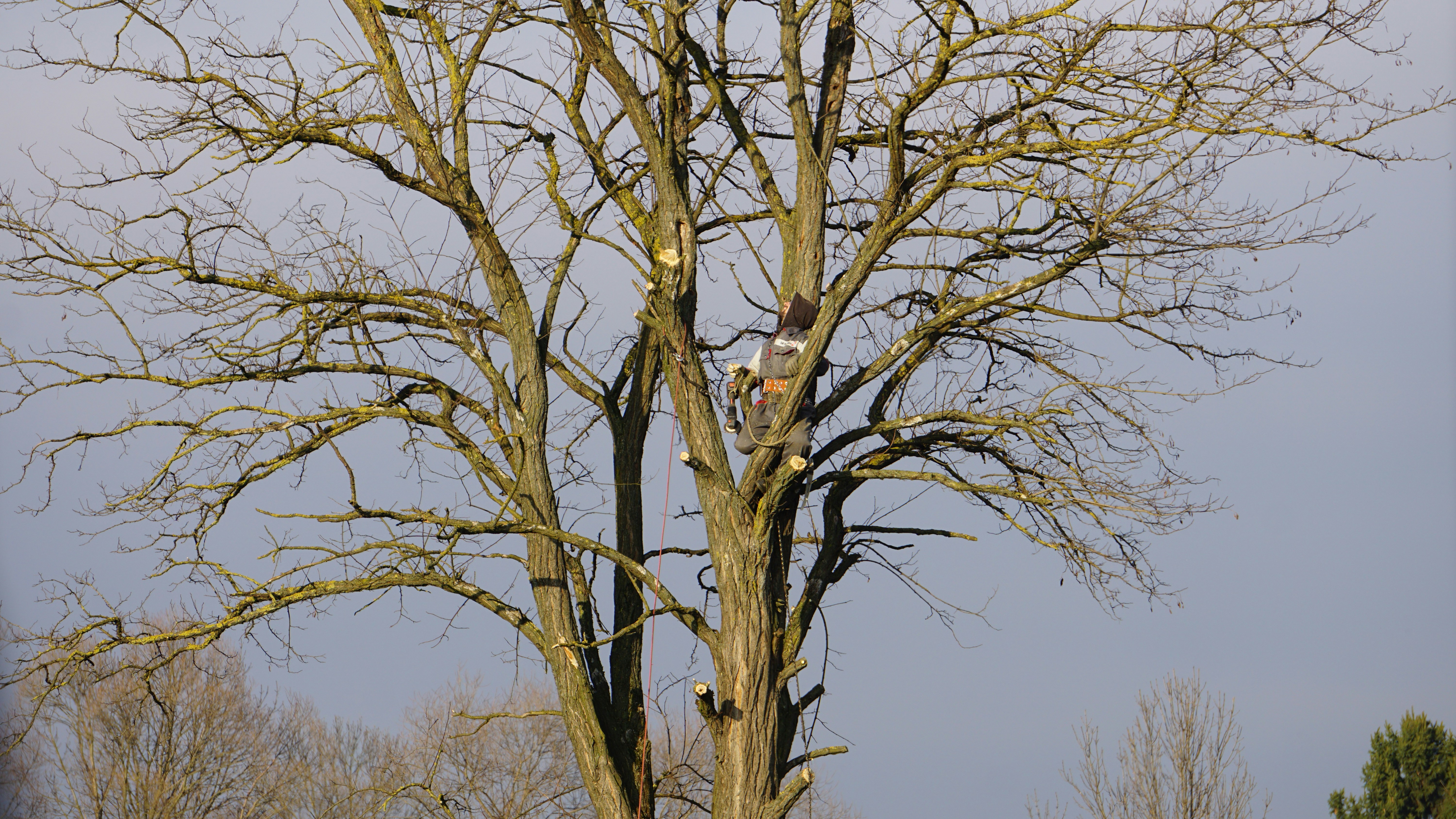 Emergency tree removal Austin