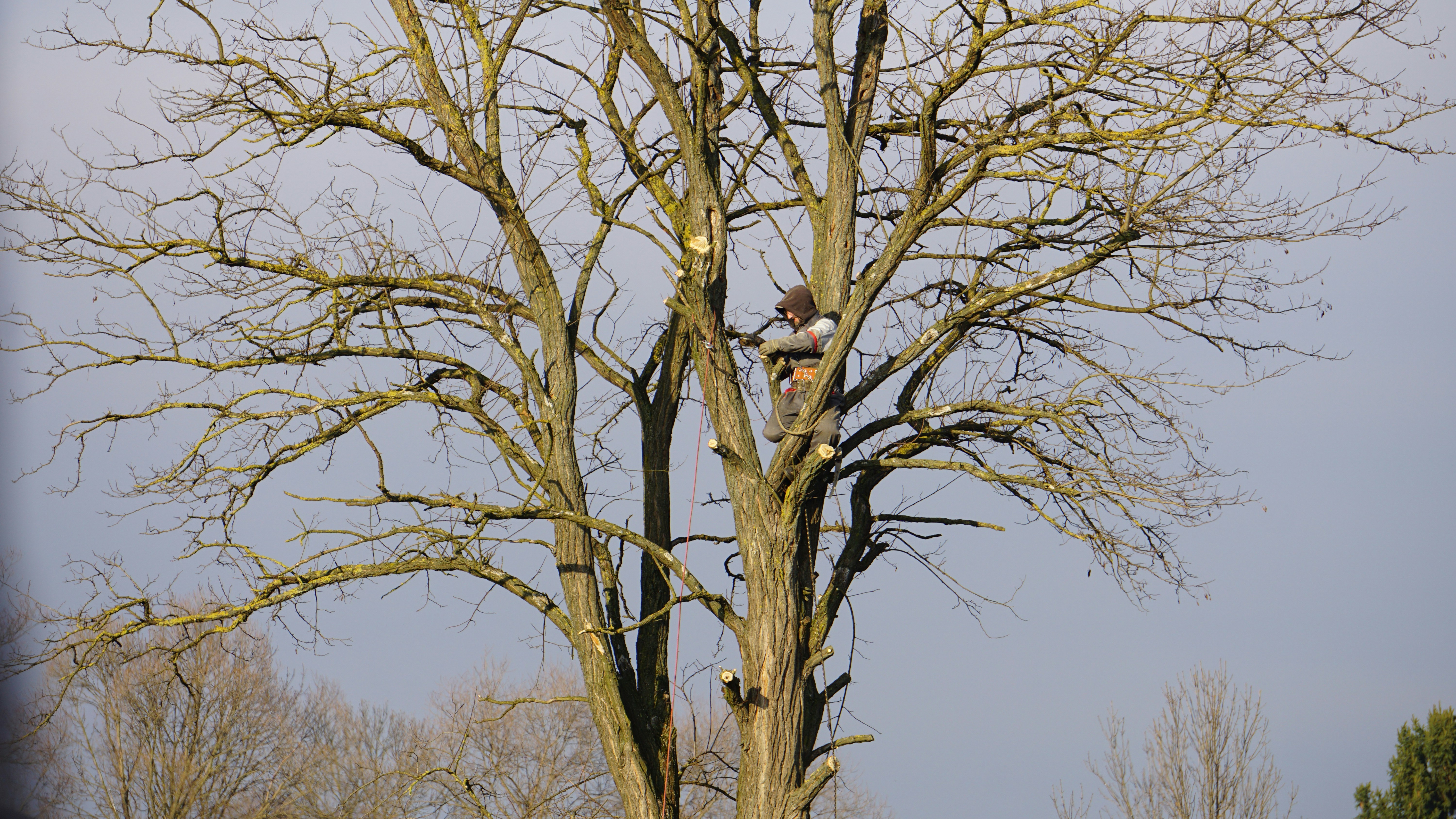 Tree removal service Austin