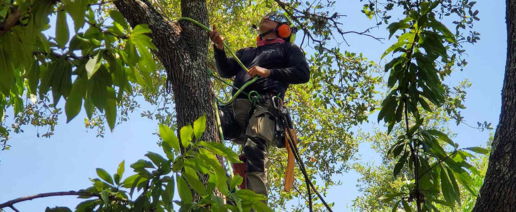 Alex's Tree Services arborist crew at work in Austin tree canopy